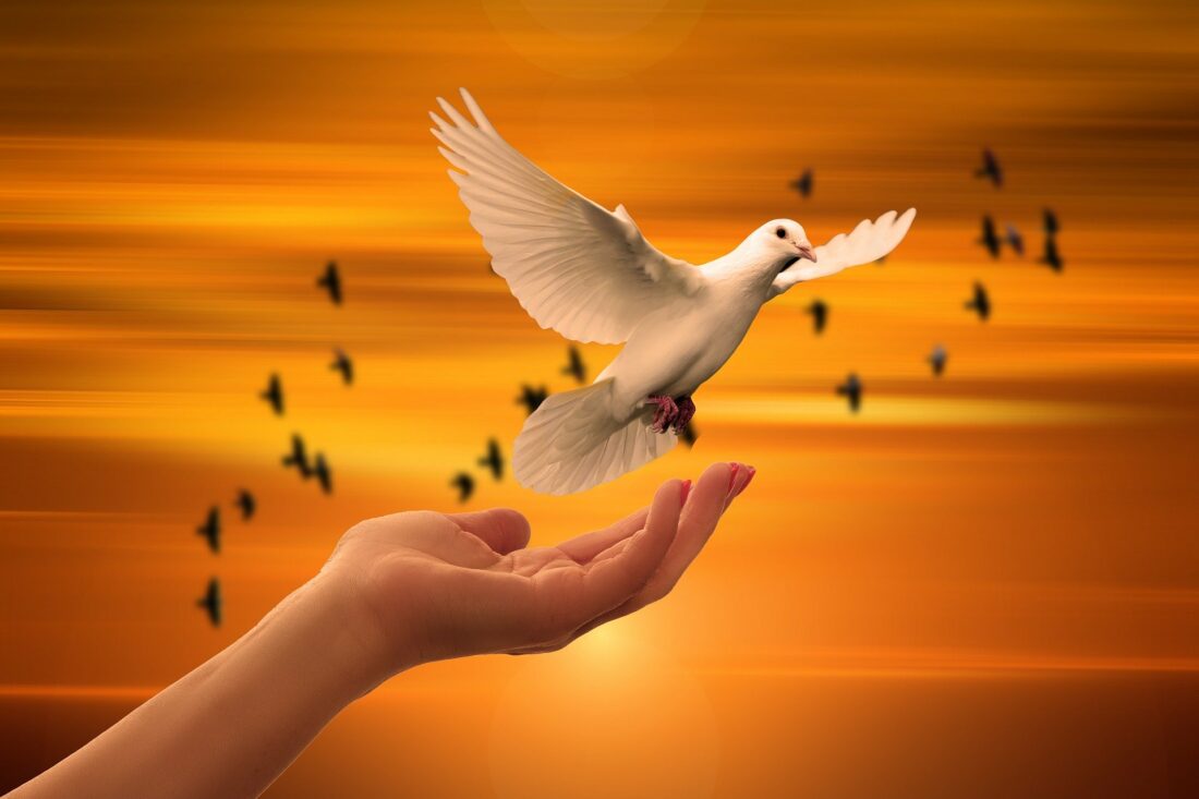 a woman's hand holding a white dove in front of a flock of birds